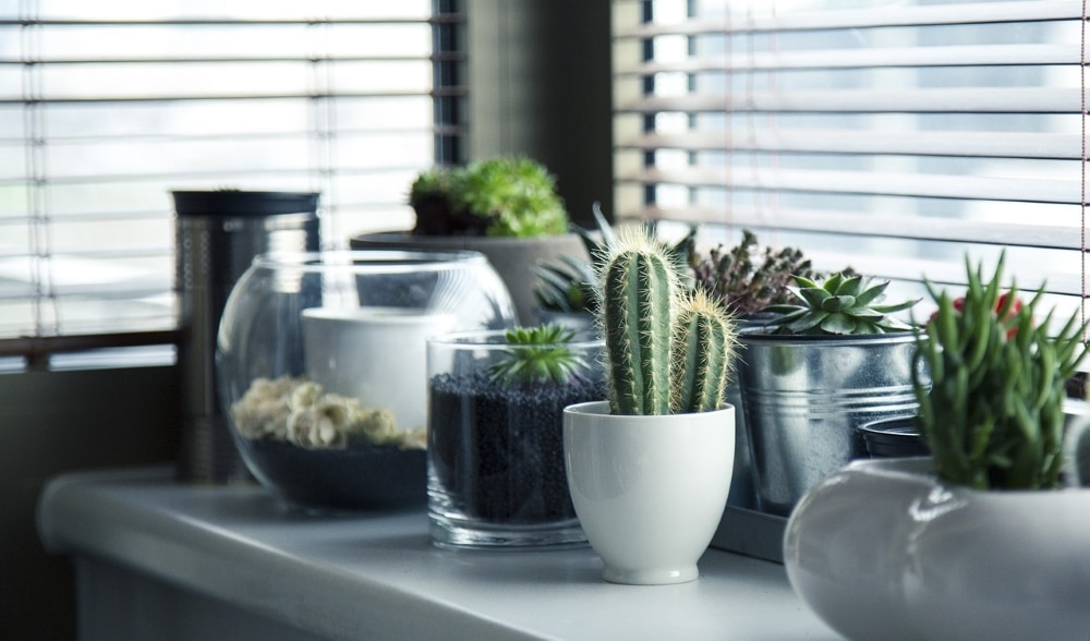 interior landscape